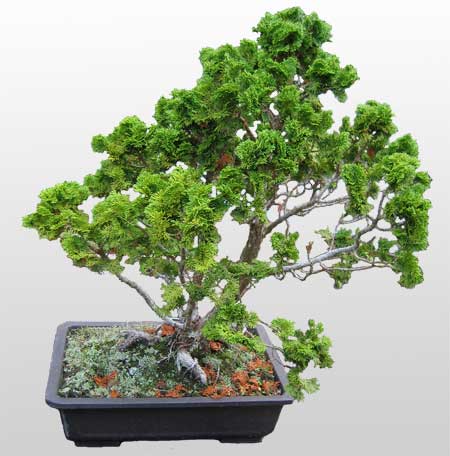 ithal bonsai saksi iegi  Antalya nternetten iek siparii 