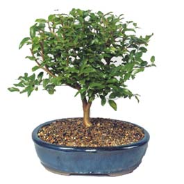  Antalya ieki maazas  ithal bonsai saksi iegi  Antalya online ieki , iek siparii 
