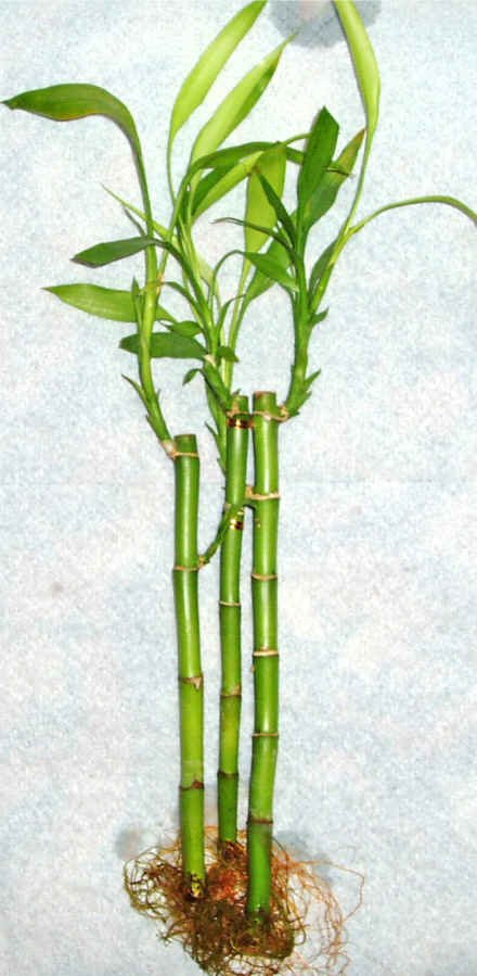 Lucky Bamboo 3 adet vazo hediye edilir   Antalya cicek , cicekci 