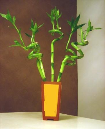 Lucky Bamboo 5 adet vazo ierisinde  Antalya internetten iek sat 
