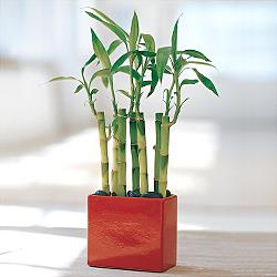 Lucky Bamboo sans melegi iegi  Antalya yurtii ve yurtd iek siparii 