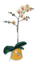  Antalya online iek gnderme sipari  Phalaenopsis Orkide ithal kalite