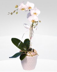 1 dall orkide saks iei  Antalya online ieki , iek siparii 