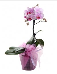 1 dal pembe orkide saks iei  Antalya kaliteli taze ve ucuz iekler 