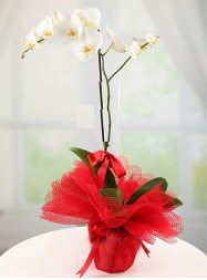 1 dal beyaz orkide saks iei  Antalya yurtii ve yurtd iek siparii 