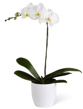1 dall beyaz orkide  Antalya 14 ubat sevgililer gn iek 