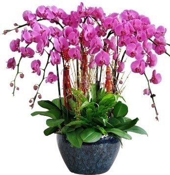 9 dall mor orkide  Antalya 14 ubat sevgililer gn iek 