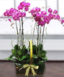 4 dall mor orkide  Antalya gvenli kaliteli hzl iek 