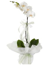 1 dal beyaz orkide iei  Antalya iek siparii vermek 