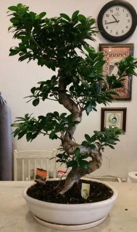 100 cm yksekliinde dev bonsai japon aac  Antalya nternetten iek siparii 
