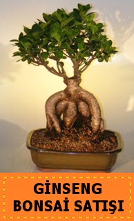 Ginseng bonsai sat japon aac  Antalya cicek , cicekci 