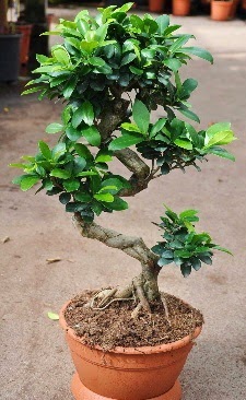 Orta boy bonsai saks bitkisi  Antalya internetten iek siparii 