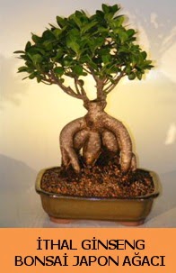 thal japon aac ginseng bonsai sat  Antalya nternetten iek siparii 