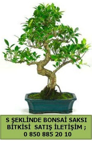 thal S eklinde dal erilii bonsai sat  Antalya iek gnderme 