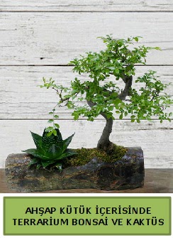 Ahap ktk bonsai kakts teraryum  Antalya internetten iek siparii 