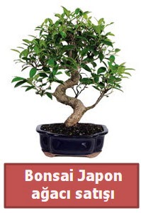 Japon aac bonsai sat  Antalya iek siparii sitesi 
