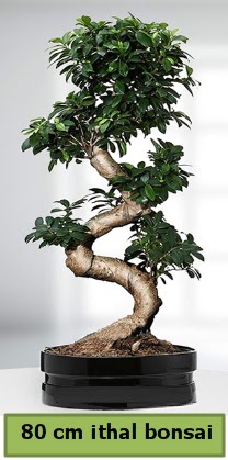 80 cm zel saksda bonsai bitkisi  Antalya ieki telefonlar 