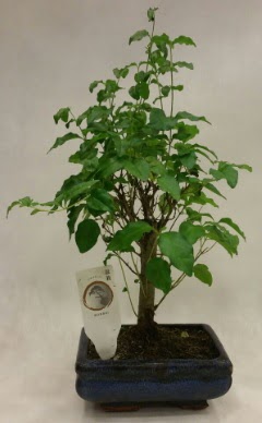 Minyatr bonsai japon aac sat  Antalya ieki telefonlar 