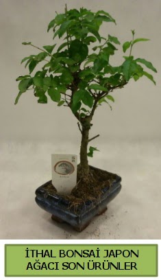 thal bonsai japon aac bitkisi  Antalya hediye sevgilime hediye iek 