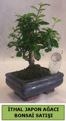 thal japon aac bonsai bitkisi sat  Antalya ieki telefonlar 
