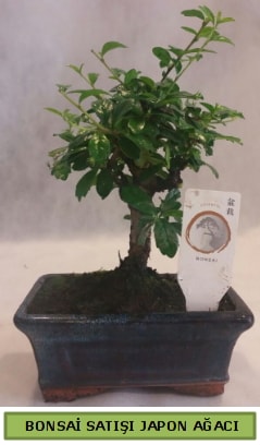 Minyatr bonsai aac sat  Antalya iek gnderme 
