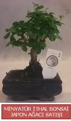 Kk grsel bonsai japon aac bitkisi  Antalya iek , ieki , iekilik 