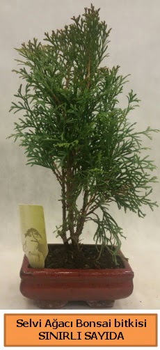Selvi aac bonsai japon aac bitkisi  Antalya iek sat 