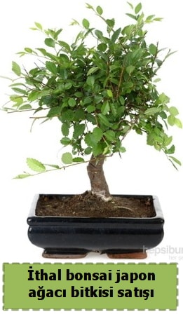 thal bonsai saks iei Japon aac sat  Antalya nternetten iek siparii 
