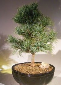 am aac bonsai bitkisi sat  Antalya ucuz iek gnder 