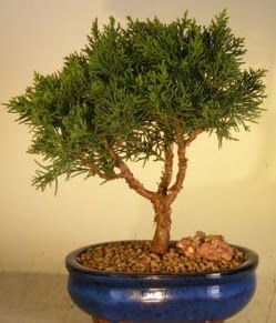 Servi am bonsai japon aac bitkisi  Antalya iek yolla 