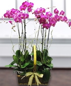 7 dall mor lila orkide  Antalya iek gnderme sitemiz gvenlidir 