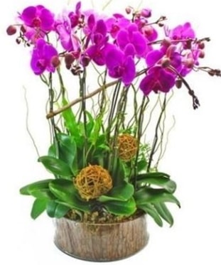 Ahap ktkte lila mor orkide 8 li  Antalya internetten iek sat 