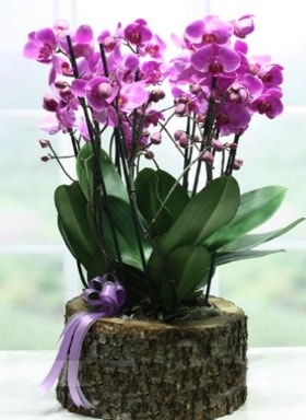Ktk ierisinde 6 dall mor orkide  Antalya ucuz iek gnder 