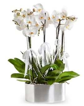 Be dall metal saksda beyaz orkide  Antalya iek yolla 