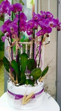 Seramik vazoda 4 dall mor lila orkide  Antalya online iek gnderme sipari 