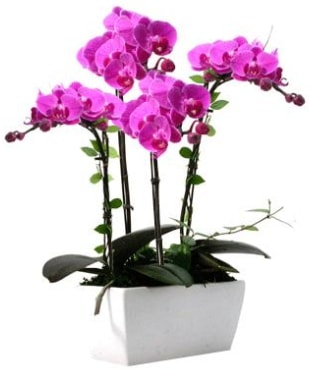Seramik vazo ierisinde 4 dall mor orkide  Antalya iek sat 