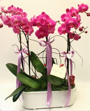 Beyaz seramik ierisinde 4 dall orkide  Antalya ucuz iek gnder 