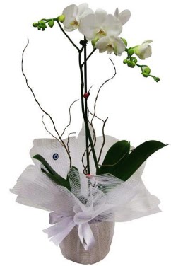 Tek dall beyaz orkide  Antalya cicek , cicekci 