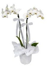 2 dall beyaz orkide  Antalya gvenli kaliteli hzl iek 