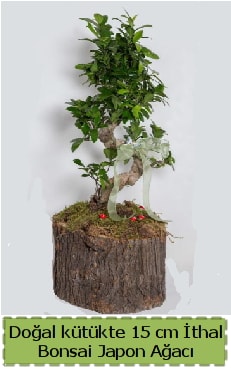 Doal ktkte thal bonsai japon aac  Antalya iek gnderme 
