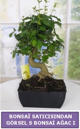 S dal erilii bonsai japon aac  Antalya iek sat 