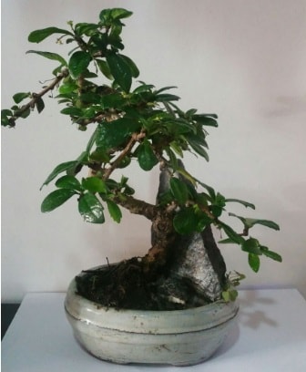 S eklinde ithal bonsai aac  Antalya iek yolla 