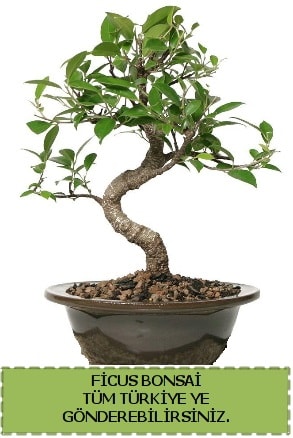 Ficus bonsai  Antalya iek gnderme sitemiz gvenlidir 