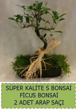 Ficus S Bonsai ve arap sa  Antalya ieki telefonlar 