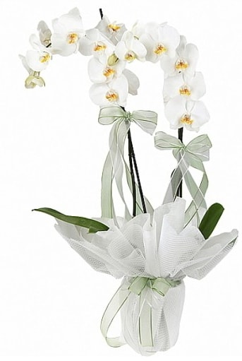 ift Dall Beyaz Orkide  Antalya anneler gn iek yolla 