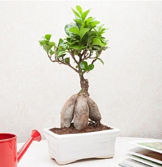 Exotic Ficus Bonsai ginseng  Antalya iek servisi , ieki adresleri 