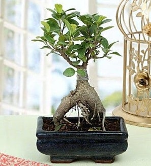 Appealing Ficus Ginseng Bonsai  Antalya anneler gn iek yolla 