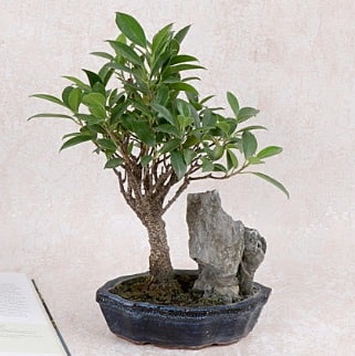 Japon aac Evergreen Ficus Bonsai  Antalya iek gnderme sitemiz gvenlidir 