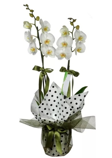 ift Dall Beyaz Orkide  Antalya 14 ubat sevgililer gn iek 