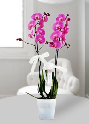 ift dall mor orkide  Antalya iekiler 